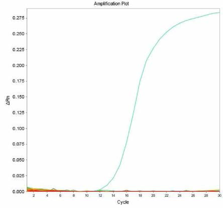 살모넬라 66종에 대한 Hindmarsh 특이 primer의 real-time PCR 특이성 결과