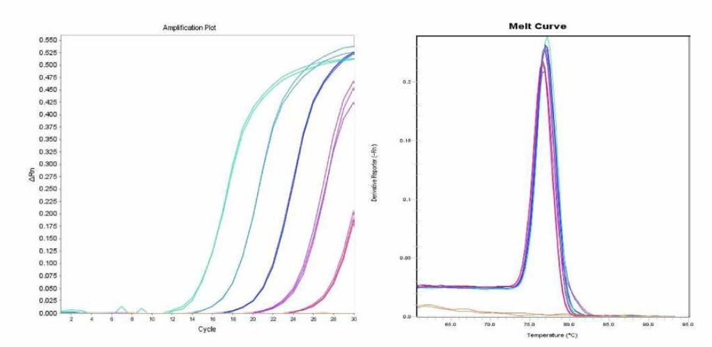 Hindmarsh에 대한 amplification curve 결과