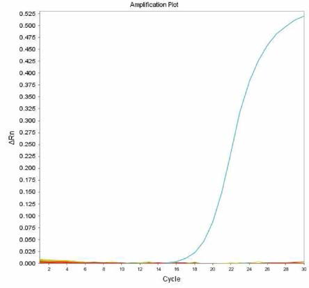 살모넬라 66종에 대한 Kottbus 특이 primer의 real-time PCR 특이성 결과