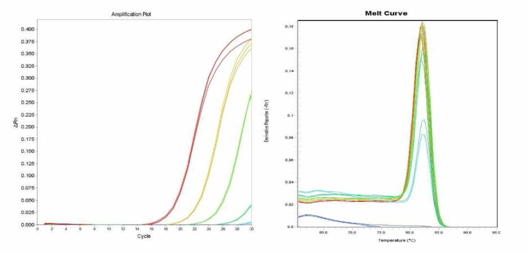 Kottbus 에 대한 amplification curve 결과