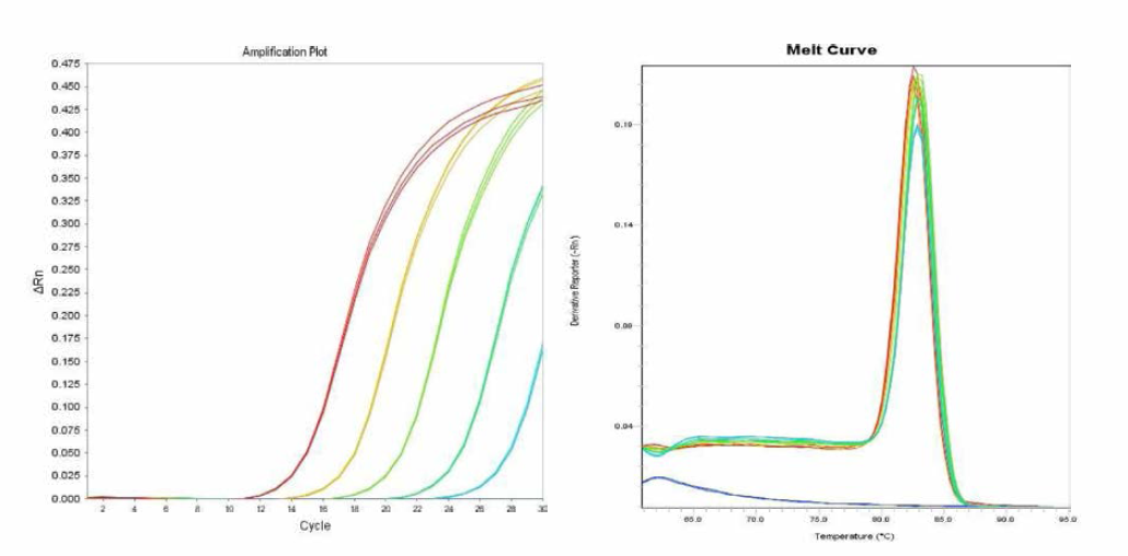 Living stone에 대한 amplification curve 결과