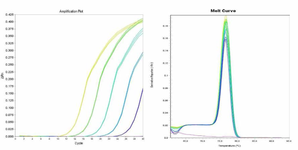 Poona 에 대한 amplification curve 결과