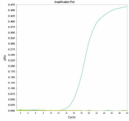 살모넬라 66종에 대한 Gallinarum 특이 primer의 real-time PCR 특이성 결과