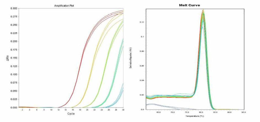 Gallinarum 에 대한 amplification curve 결과