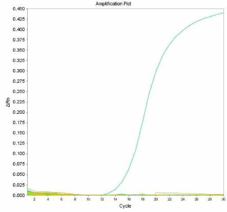 살모넬라 66종에 대한 Rissen 특이 primer의 real-time PCR 특이성 결과