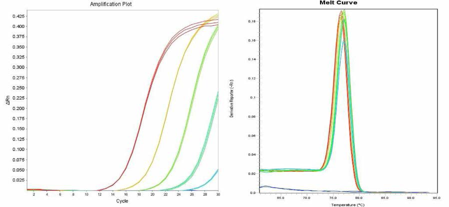 Rissen에 대한 amplification curve 결과