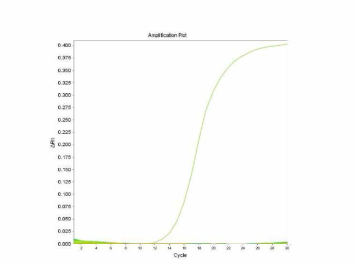 살모넬라 66종에 대한 Saintpaul 특이 primer의 real-time PCR 특이성 결과