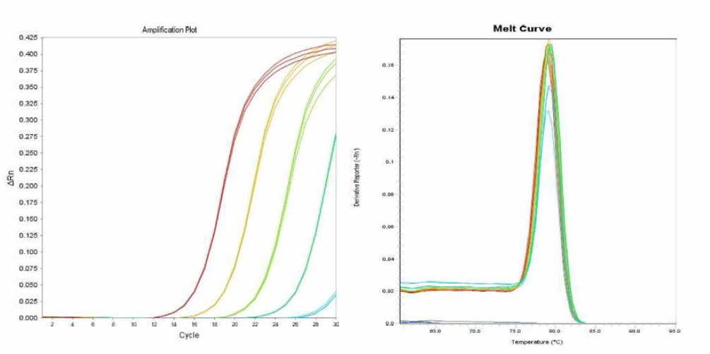 Singapore에 대한 amplification curve 결과