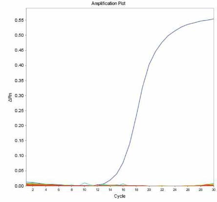 살모넬라 64종에 대한 Vinohrady 특이 primer의 real-time PCR 특이성 결과