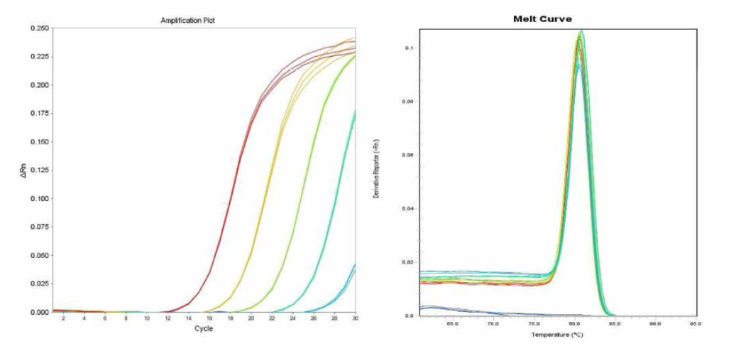 Uganda에 대한 amplification curve 결과