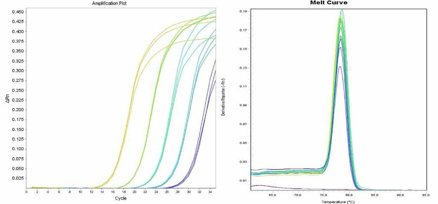 Corvallis 에 대한 amplification curve 결과