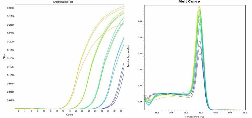 Menston에 대한 amplification curve 결과