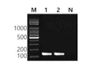 동일 혈청형에 대한 Aberdeen 특이 primer의 conventional PCR 특이성 결과 Lane M , 100bp DNA ladder; lane 1, Aberdeen NCCP 10142; lane 2, Aberdeen KVCC-BA0000594; lane N, non-template