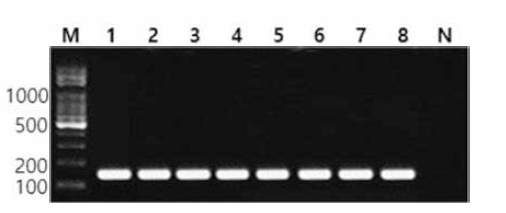 동일 혈청형에 대한 Agona 특이 primer의 conventional PCR 특이성 결과 Lane M, 100bp DNA ladder; lane 1, Agona MFDS 1004876; lane 2, Agona CCARM 8025; lane 3, Agona KCPB 12; lane 4, Agona BFR10; lane 5, Agona KU 294; lane 6, Agona KU 295; lane 7, Agona KU 296; lane 8, Agona KU 297; lane N, non-template