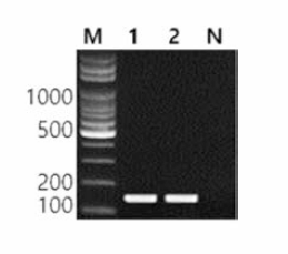 동일 혈청형에 대한 Albany 특이 primer의 conventional PCR 특이성 결과 Lane M, 100bp DNA ladder; lane 1, Albany NCCP 21031936; lane 2, Albany KU K14; lane N, non-template