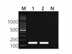 동일 혈청형에 대한 Bardo 특이 primer의 conventional PCR 특이성 결과 Lane M,100bp DNA ladder; lane 1,Bardo NCCP 13572; lane 2,Bardo BFR07; lane N, non-template