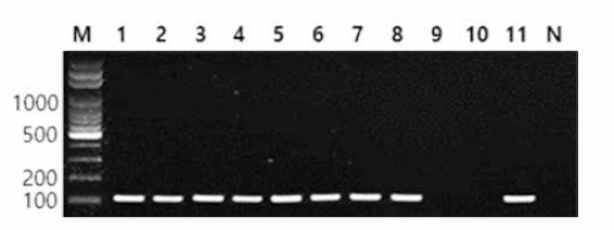 동일 혈청형에 대한 Bareilly 특이 primer의 conventional PCR 특이성 결과 Lane M,100bp DNA ladder; lane 1,Bareilly NCCP 16324; lane 2, Bareilly NCCP 16323; lane 3, Bareilly NCCP 11674; lane 4, Bareilly NCCP 21031948; lane 5, Bareilly MFDS 1007637; lane 6, Bareilly MFDS 1008714; lane 7, Bareilly MFDS 1009797; lane 8, Bareilly MFDS 1007638; lane 9, Bareilly MFDS 1010896; lane 10, Bareilly MFDS 1011732; lane 11,Bareilly CCARM 8578; lane N, non-template