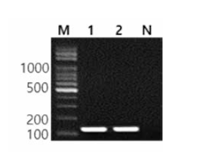 동일 혈청형에 대한 Blockley 특이 primer의 conventional PCR 특이성 결과 Lane M，lOObp DNA ladder; lane 1，Blockley NCCP 10769; lane 2，Blockley BFR11; lane N, non-template