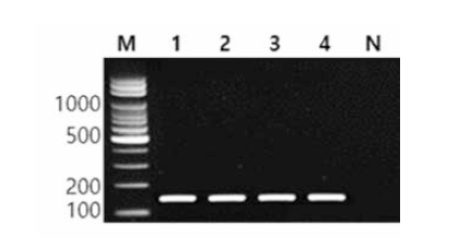 동일 혈청형 에 대한 Braenderup 특이 primer의 conventional PCR 특이성 결과 Lane M, lOObp DNA ladder; lane 1, Braenderup MFDS 1008393; lane 2, Braenderup MFDS 1006015; lane 3, Braenderup MFDS 1008392; lane 4, Braenderup FDA 14; lane N, non-template