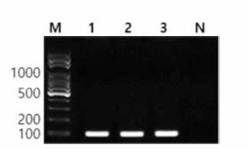 동일 혈청형에 대한 Brandenburg 특이 primer의 conventional PCR 특이성 결과 Lane M, 100bp DNA ladder; lane 1, Brandenburg NCCP 12835; lane 2, Brandenburg NCCP 21031934; lane 3, Brandenburg BFR08; lane N, non-template