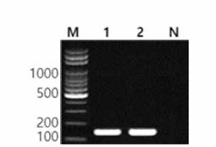 동일 혈청형에 대한 Cerro 특이 primer의 conventional PCR 특이성 결과 Lane M, 100bp DNA ladder; lane 1, Cerro NCCP 12215; lane 2, Cerro FDA 07; lane N, non-template