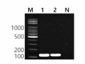 동일 혈청형에 대한 Dublin 특이 primer의 conventional PCR 특이성 결과 Lane M, 100bp DNA ladder; lane 1, Dublin NCCP 12232; lane 2, Dublin BFR15; lane N, non-template