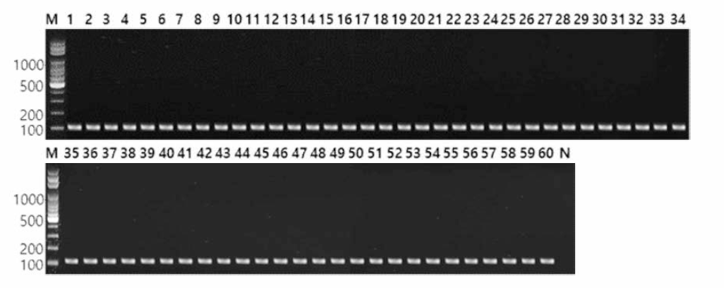 동일 혈청형에 대한 Enteritidis 특이 primer의 conventional PCR 특이성 결과 Lane M, 100bp DNA ladder; lane 1, Enteritidis MFDS 1010897; lane 2, Enteritidis MFDS 1004839; lane 3, Enteritidis MFDS 1008613; lane 4, Enteritidis MFDS 1009945; lane 5, Enteritidis FORC 052; lane 6, Enteritidis FORC 051; lane 7, Enteritidis KCPB 25; lane 8, Enteritidis KCPB 26; lane 9, Enteritidis KCPB 29; lane 10, Enteritidis KCPB 32; lane 11, Enteritidis KCPB 38; lane 12, Enteritidis KCPB 40; lane 13, Enteritidis KCPB 53; lane 14, Enteritidis KCPB 56; lane 15, Enteritidis KCPB 57; lane 16, Enteritidis KCPB 65; lane 17, Enteritidis FDA 09; lane 18, Enteritidis FDA 19; lane 19, Enteritidis FDA 20; lane 20, Enteritidis FDA 21; lane 21, Enteritidis BFR01; lane 22, Enteritidis KU 109; lane 23, Enteritidis KU 110; lane 24, Enteritidis KU 111; lane 25, Enteritidis KU 112; lane 26, Enteritidis KU 113; lane 27, Enteritidis KU 114; lane 28, Enteritidis KU 115; lane 29, Enteritidis KU 116; lane 30, Enteritidis KU 117; lane 31, Enteritidis KU 118; lane 32, Enteritidis KU 119; lane 33, Enteritidis KU 120; lane 34, Enteritidis KU 121; lane 35, Enteritidis KU 122; lane 36, Enteritidis KU 123; lane 37, Enteritidis KU 124; lane 38, Enteritidis KU 125; lane 39, Enteritidis KU 126; lane 40, Enteritidis KU 127; lane 41, Enteritidis KU 128; lane 42, Enteritidis KU 129; lane 43, Enteritidis KU 130; lane 44, Enteritidis KU 131; lane 45, Enteritidis KU 132; lane 46, Enteritidis KU 133; lane 47, Enteritidis KU 135; lane 48, Enteritidis KU 136; lane 49, Enteritidis KU 137; lane 50, Enteritidis KU 138; lane 51, Enteritidis KU 143; lane 52, Enteritidis KU 145; lane 53, Enteritidis KU 146; lane 54, Enteritidis KU 150; lane 55, Enteritidis KU 151; lane 56, Enteritidis KU 152; lane 57, Enteritidis KU 153; lane 58, Enteritidis KU K02; lane 59, Enteritidis KU K03; lane 60, Enteritidis KU Kll; lane N, non-template