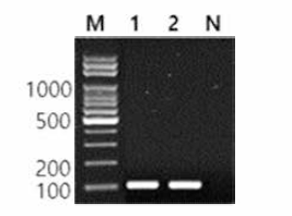 동일 혈청형에 대한 Give 특이 primer의 conventional PCR 특이성 결과 Lane M, 100bp DNA ladder; lane 1, Give NCCP 13696; lane 2, Give KCPB 23; lane N, non-template