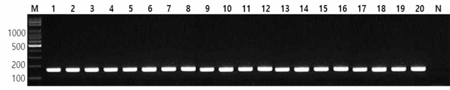 동일 혈청형에 대한 Hadar 특이 primer의 conventional PCR 특이성 결과 Lane M, 100bp DNA ladder; lane 1, Hadar NCCP 13571; lane 2, Hadar MFDS KH77; lane 3, Hadar MFDS KH79; lane 4, Hadar MFDS KH81; lane 5, Hadar MFDS KH83; lane 6, Hadar KCPB 02; lane 7, Hadar BFR03; lane 8, Hadar KU 277; lane 9, Hadar KU 278; lane 10, Hadar KU 279; lane 11, Hadar KU 280; lane 12, Hadar KU 281; lane 13, Hadar KU 282; lane 14, Hadar KU 283; lane 15, Hadar KU 284; lane 16, Hadar KU 285; lane 17, Hadar KU 286; lane 18, Hadar KU 288; lane 19, Hadar KU 289; lane 20, Hadar KU K05; lane N, non-template