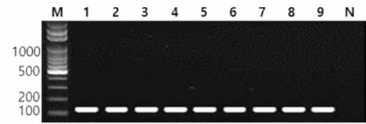 동일 혈청형 에 대한 Heidelberg 특이 primer의 conventional PCR 특이성 결과 Lane M, 100bp DNA ladder; lane 1, Heidelberg NCCP 11693; lane 2, Heidelberg FDA 01; lane 3, Heidelberg FDA 17; lane 4, Heidelberg BFR06; lane 5, Heidelberg KU 323; lane 6, Heidelberg KU K21; lane 7, Heidelberg KU K22; lane 8, Heidelberg KU K23; lane 9, Heidelberg KU K24; lane N, non-template