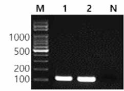 동일 혈청형에 대한 I 4,[5],12:I:- 특이 primer의 conventional PCR 특이성 결과 Lane M, 100bp DNA ladder； lane 1, I 4,[5], 12:i:-MFDS 1004858； lane 2, I 4,[5],12:i: -MFDS 1002066； lane N, non-template