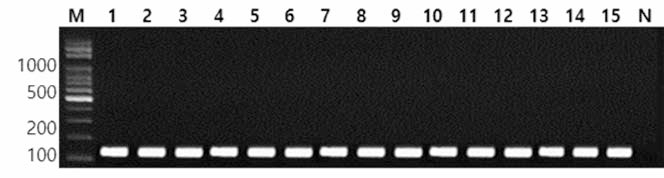 동일 혈청형에 대한 Infantis 특이 primer의 conventional PCR 특이성 결과 Lane M, 100bp DNA ladder; lane 1, Infantis NCCP 11695; lane 2, Infantis MFDS 1010567; lane 3, Infantis MFDS 1007441; lane 4, Infantis MFDS 1008119; lane 5, Infantis CCARM 8283; lane 6, Infantis KCPB 22; lane 7, Infantis FDA 03; lane 8, Infantis BFR05; lane 9, Infantis KU 100; lane 10, Infantis KU 101; lane 11, Infantis KU 102; lane 12, Infantis KU 103; lane 13, Infantis KU 104; lane 14, Infantis KU 105; lane 15, Infantis KU 107; lane N, non-template