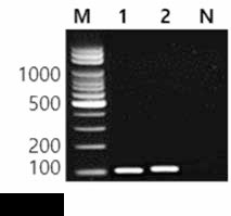 동일 혈청형에 대한 Kedougou 특이 primer의 conventional PCR 특이성 결과 Lane M, lOObp DNA ladder; lane 1, Kedougou NCCP 11685; lane 2, Kedougou KVCC-BA1100164; lane N, non-template