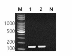 동일 혈청형에 대한 Kentucky 특이 primer의 conventional PCR 특이성 결과 Lane M, 100bp DNA ladder; lane 1, Kentucky NCCP 11686; lane 2, Kentucky FDA 35; lane N, non-template