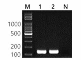 동일 혈청형에 대한 Litchfield 특이 primer의 conventional PCR 특이성 결과 Lane M, 100bp DNA ladder; lane 1, Litchfield FDA 33; lane 2, Litchfield BFR20; lane N, non-template