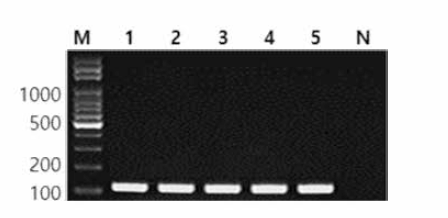 동일 혈청형에 대한 Livingstone 특이 primer의 conventional PCR 특이성 결과 Lane M, lOObp DNA ladder; lane 1, Livingstone MFDS 1004819; lane 2, Livingstone MFDS 1004244; lane 3, Livingstone MFDS 1007443; lane 4, Livingstone MFDS 1007445; lane 5, Livingstone BFR16; lane N, non-template