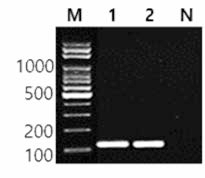 동일 혈청형에 대한 Manhattan 특이 primer의 conventional PCR 특이성 결과 Lane M, 100bp DNA ladder; lane 1, Manhattan NCCP 12242; lane 2, Manhattan FDA 25; lane N, non-template