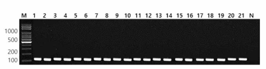 동일 혈청형 에 대한 Montevideo 특이 primer의 conventional PCR 특이성 결과 Lane M, lOObp DNA ladder; lane 1, Montevideo NCCP 12211; lane 2, Montevideo MFDS 1006814; lane 3, Montevideo MFDS 1004253; lane 4, Montevideo MFDS 1011733; lane 5, Montevideo CCARM 8189; lane 6, Montevideo KCPB 04; lane 7, Montevideo BFR17; lane 8, Montevideo KU 308; lane 9, Montevideo KU 310; lane 10, Montevideo KU 321; lane 11, Montevideo KU 322; lane 12, Montevideo KU KOI; lane 13, Montevideo KU K08; lane 14, Montevideo KU K12; lane 15, Montevideo KU K13; lane 16, Montevideo KU K16; lane 17, Montevideo KU K19; lane 18, Montevideo KU K20; lane 19, Montevideo KU K25; lane 20, Montevideo KU K26; lane 21, Montevideo KU K28; lane N, non-template