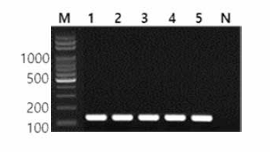 동일 혈청형 에 대한 Muenchen 특이 primer의 conventional PCR 특이성 결과 Lane M, 100bp DNA ladder; lane 1, Muenchen KCPB 05; lane 2, Muenchen KCPB 06; lane 3, Muenchen KCPB 03; lane 4, Muenchen KCPB 07; lane 5, Muenchen KCPB 08; lane N, non-template