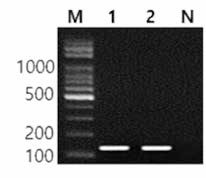 동일 혈청형에 대한 Newington 특이 primer의 conventional PCR 특이성 결과 Lane M, lOObp DNA ladder; lane 1, Newington NCCP 10894; lane 2, Newington FDA 31; lane N, non-template