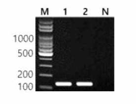 동일 혈청형에 대한 Newport 특이 primer의 conventional PCR 특이성 결과 Lane M, lOObp DNA ladder; lane 1, Newport NCCP 12235; lane 2, Newport MFDS 1005422; lane N, non-template