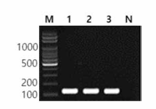 동일 혈청형에 대한 Ohio 특이 primer의 conventional PCR 특이성 결과 Lane M, 100bp DNA ladder; lane 1, Ohio MFDS 1008118; lane 2, Ohio MFDS 1004855; lane 3, Ohio FDA 28; lane N, non-template