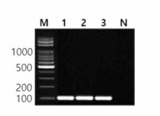 동일 혈청형에 대한 Oranienburg 특이 primer의 conventional PCR 특이성 결과 Lane M, 100bp DNA ladder; lane 1, Oranienburg NCCP 21031922; lane 2, Oranienburg FDA 27; lane 3, Oranienburg KVCC-BA0000587; lane N, non-template