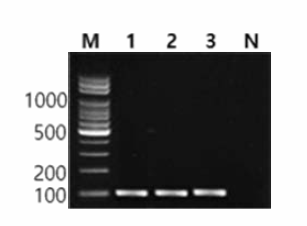 동일 혈청형에 대한 Panama 특이 primer의 conventional PCR 특이성 결과 Lane M, 100bp DNA ladder; lane 1, Panama NCCP 12214; lane 2, Panama MFDS 1004857; lane 3, Panama MFDS 1004856; lane N, non-template