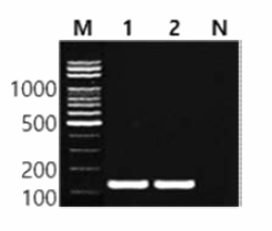 동일 혈청형에 대한 Paratyphi B 특이 primer의 conventional PCR 특이성 결과 Lane M, 100bp DNA ladder; lane 1, Paratyphi B ATCC 10719; lane 2, Paratyphi B NCCP 12204; lane N, non-template