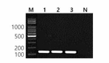 동일 혈청형에 대한 Reading 특이 primer의 conventional PCR 특이성 결과 Lane M, 100bp DNA ladder; lane 1, Reading MFDS 1007899; lane 2, Reading MFDS 1004874; lane 3, Reading MFDS 1007884; lane N, non-template