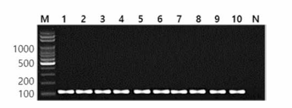 동일 혈청형에 대한 Rissen 특이 primer의 conventional PCR 특이성 결과 Lane M, 100bp DNA ladder; lane 1, Rissen NCCP 13706; lane 2, Rissen NCCP 13709; lane 3, Rissen MFDS 1004867; lane 4, Rissen KU 82; lane 5, Rissen KU 83; lane 6, Rissen KU 86; lane 7, Rissen KU 87; lane 8, Rissen KU 88; lane 9, Rissen KU 89; lane 10, Rissen KU K09; lane N, non-template