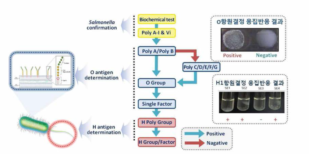 살모넬라 혈청형 검사법