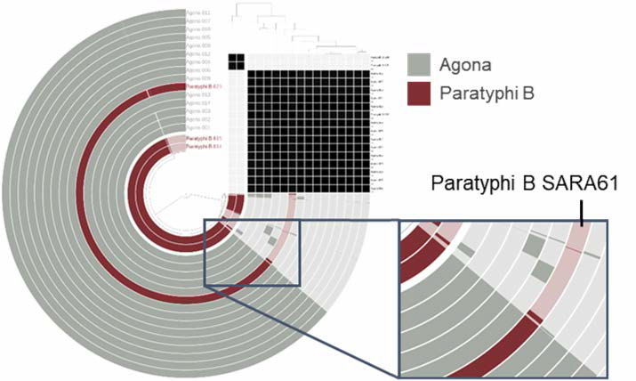 Agona와 Paratyphi 묘의 Anvi’o 분석 결과