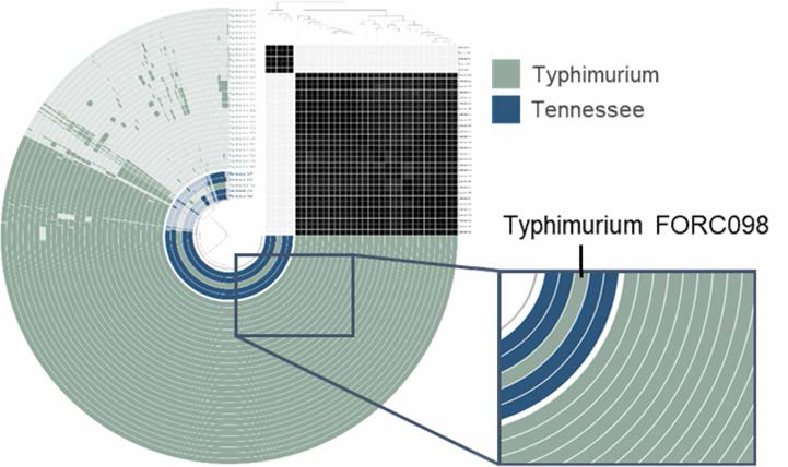 Typhimurium과 Tennessee의 Anvi’o 분석 결과